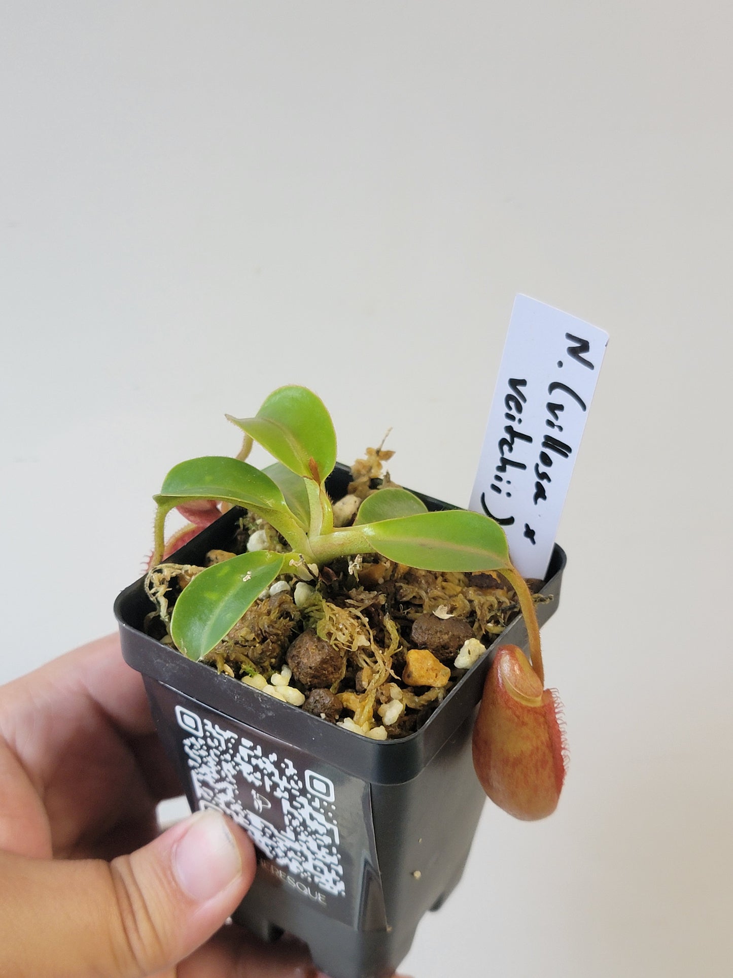 Nepenthes villosa x veitchii (striped peristome) BE