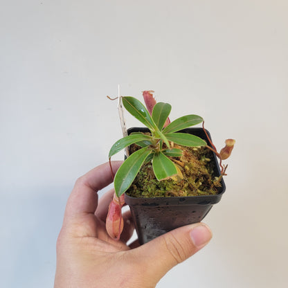 Nepenthes barcelonae BE