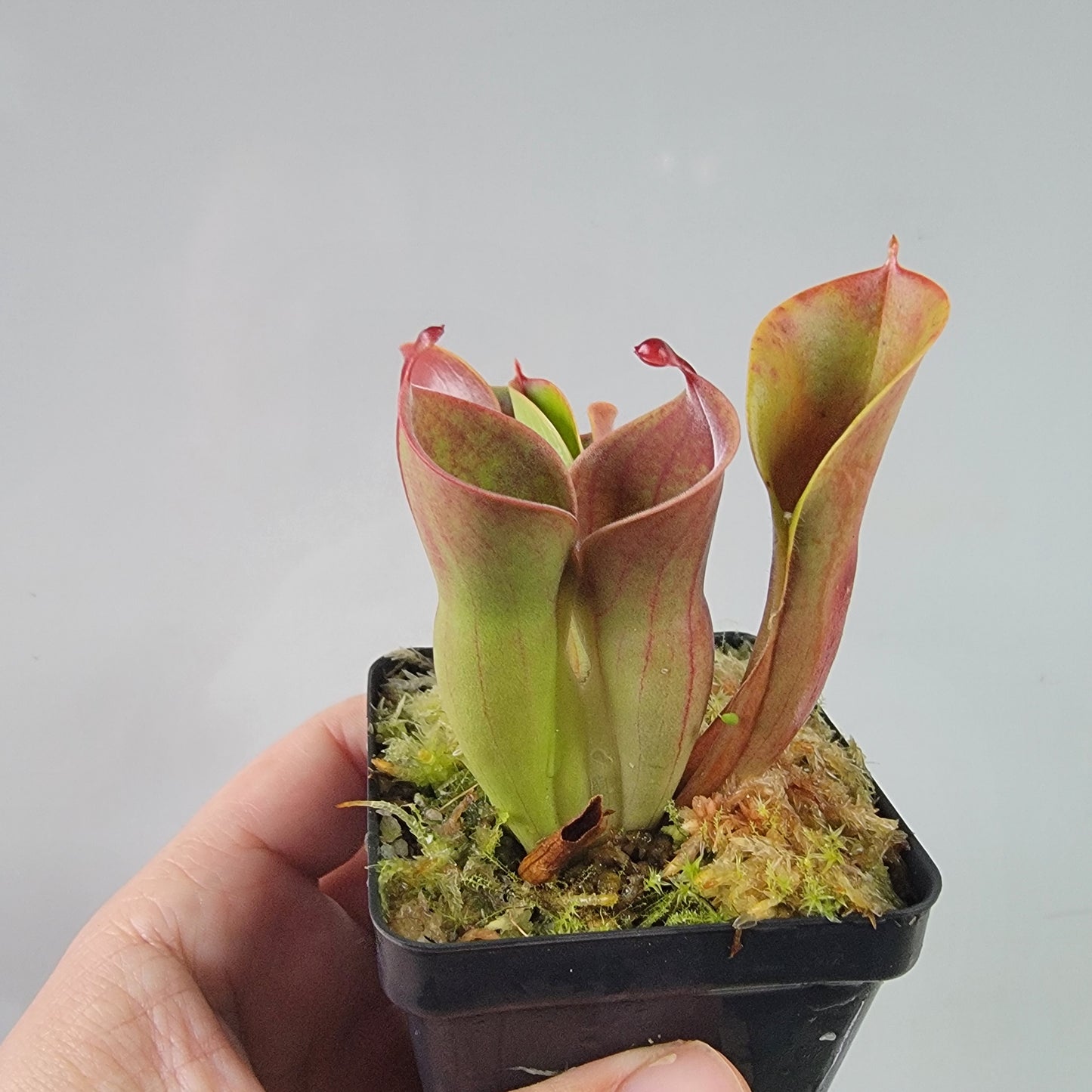 Heliamphora heterodoxa x minor