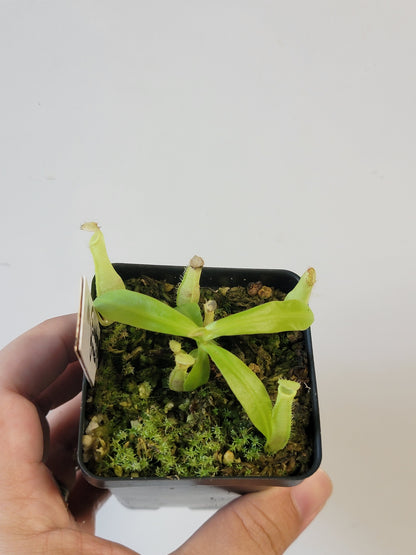 Nepenthes eustachya x gracilis BCP