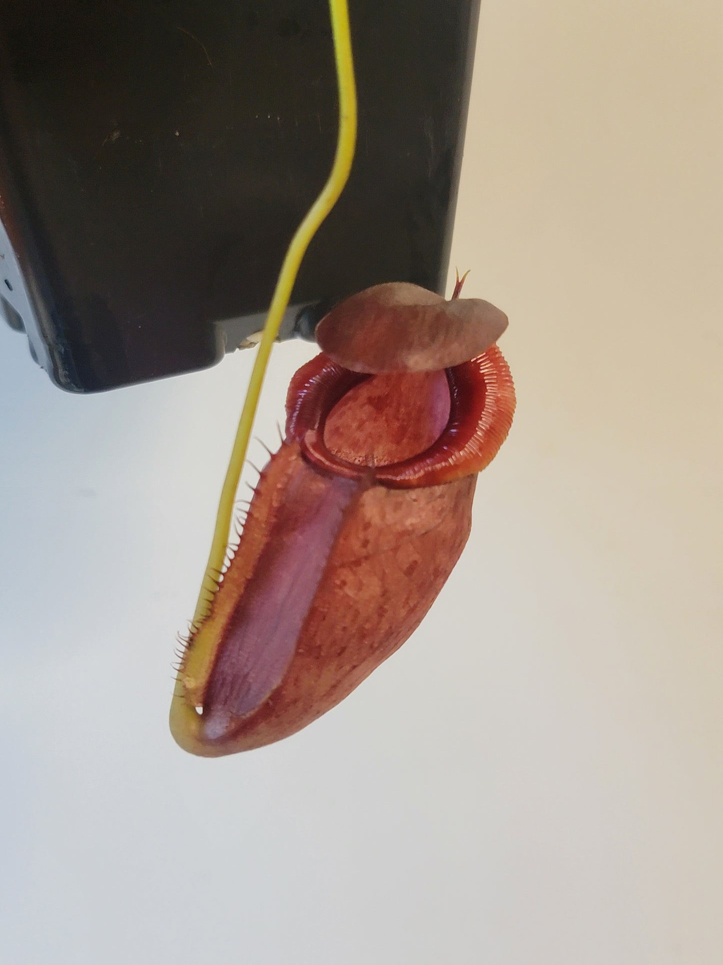 Nepenthes spathulata x tenuis BE