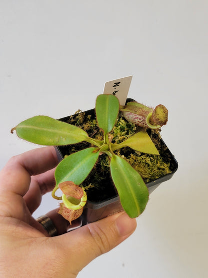Nepenthes burbidgeae x veitchii BE