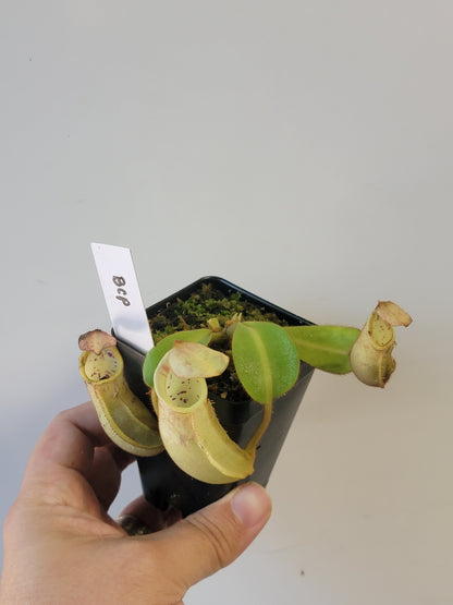 Nepenthes veitchii BCP