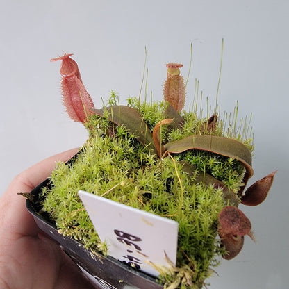 Nepenthes vieillardii BE