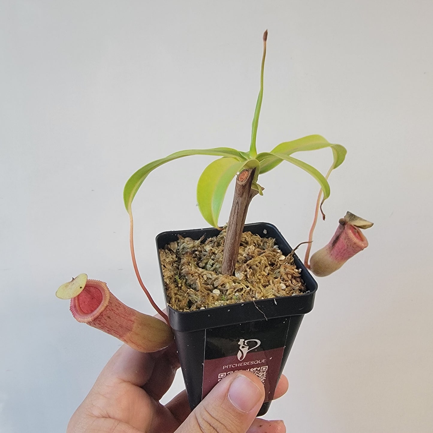 Nepenthes ventricosa 'HI clone'