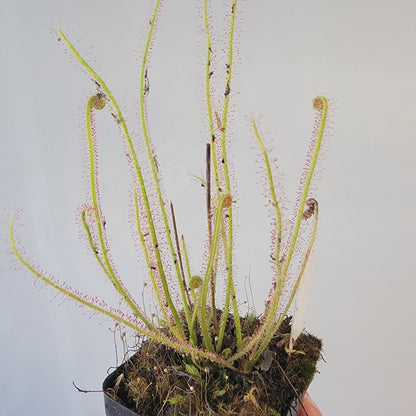 Drosera filiformis