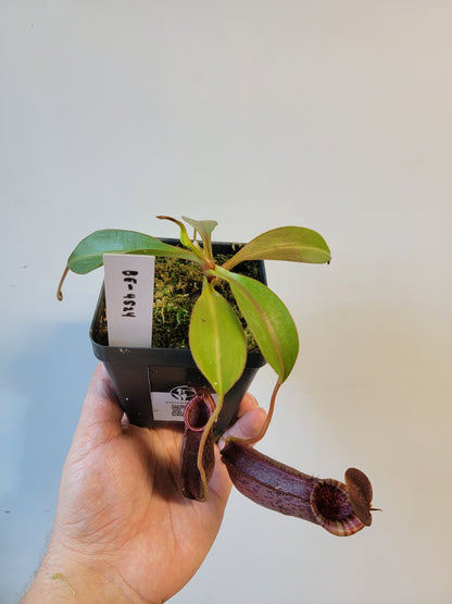 Nepenthes spectabilis x lowii BE