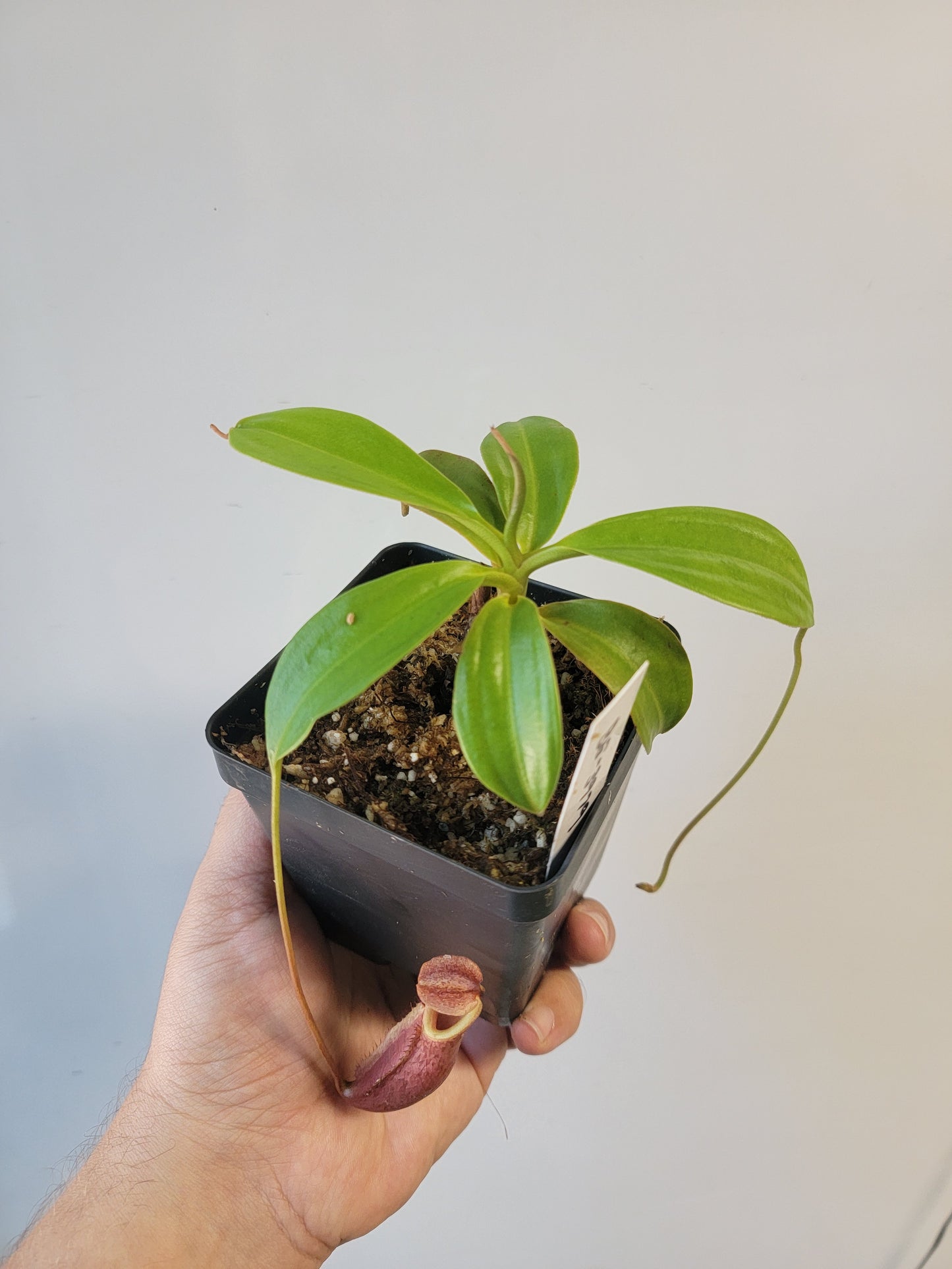 Nepenthes mira BE