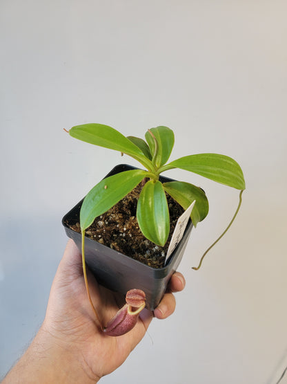 Nepenthes mira BE