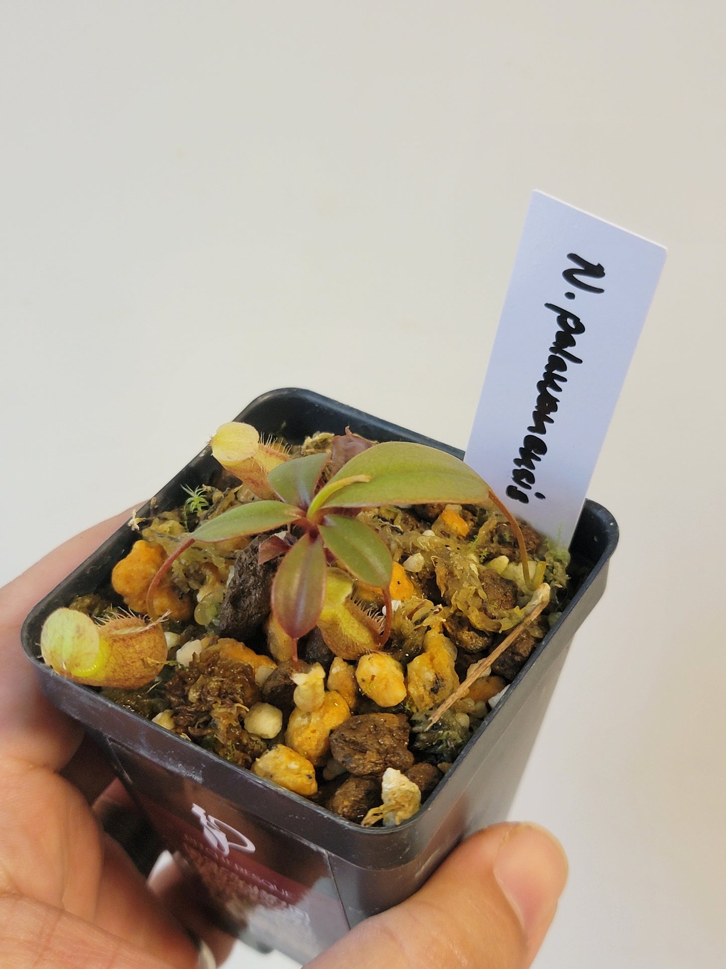 Nepenthes palawanensis BCP