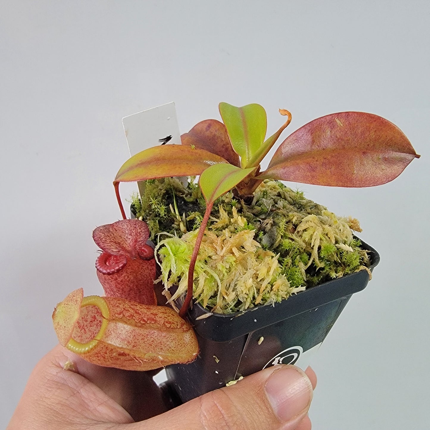 Nepenthes ventricosa x attenboroughii BE