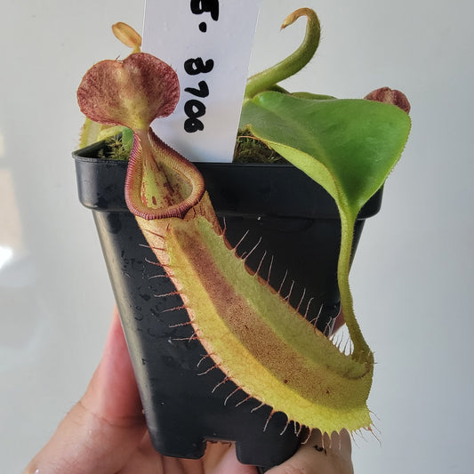 Nepenthes robcantleyi x veitchii 'Sungai Samba' BE