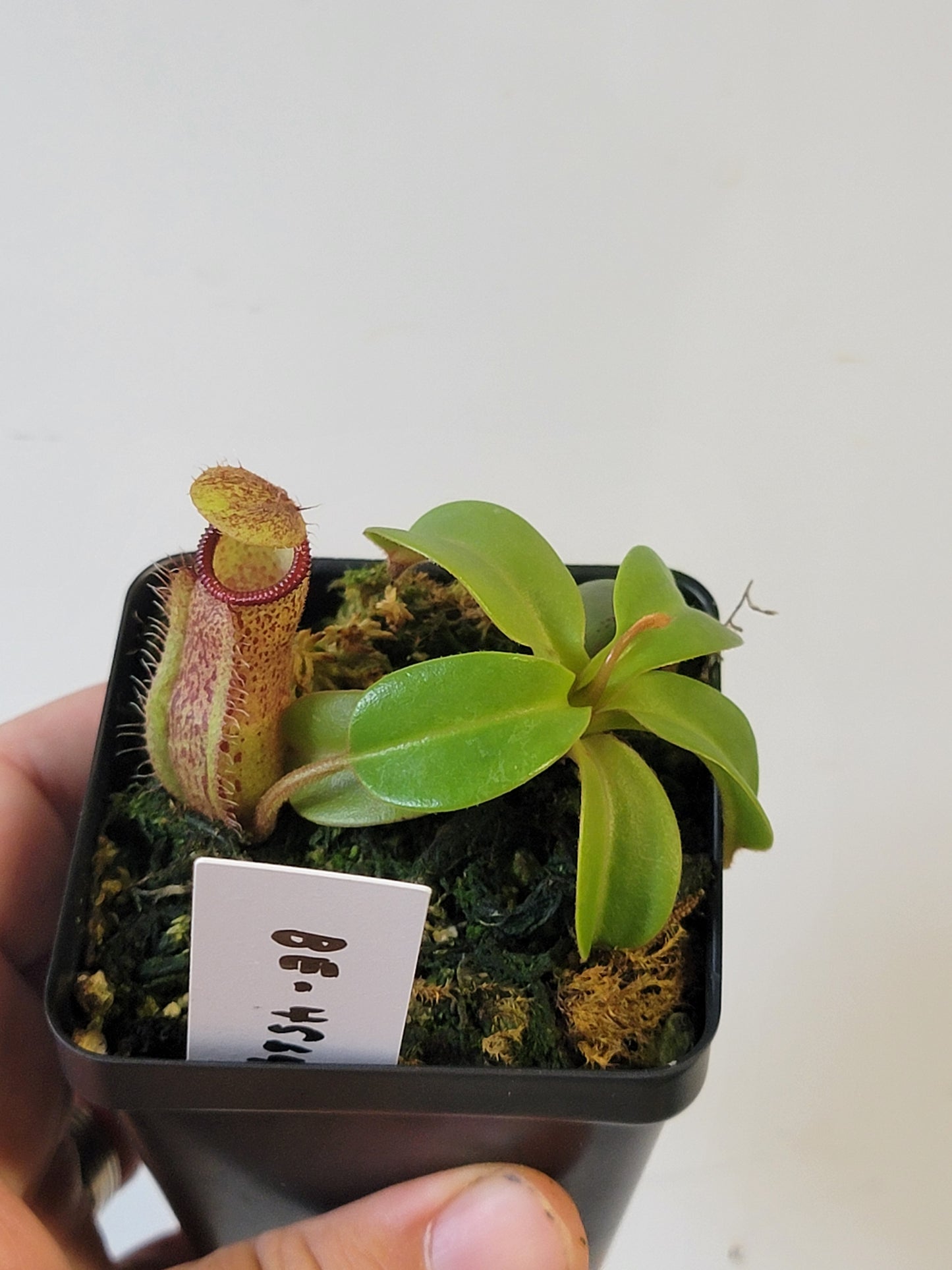 Nepenthes hamata x truncata BE