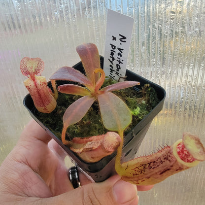 Nepenthes veitchii x platychila BE