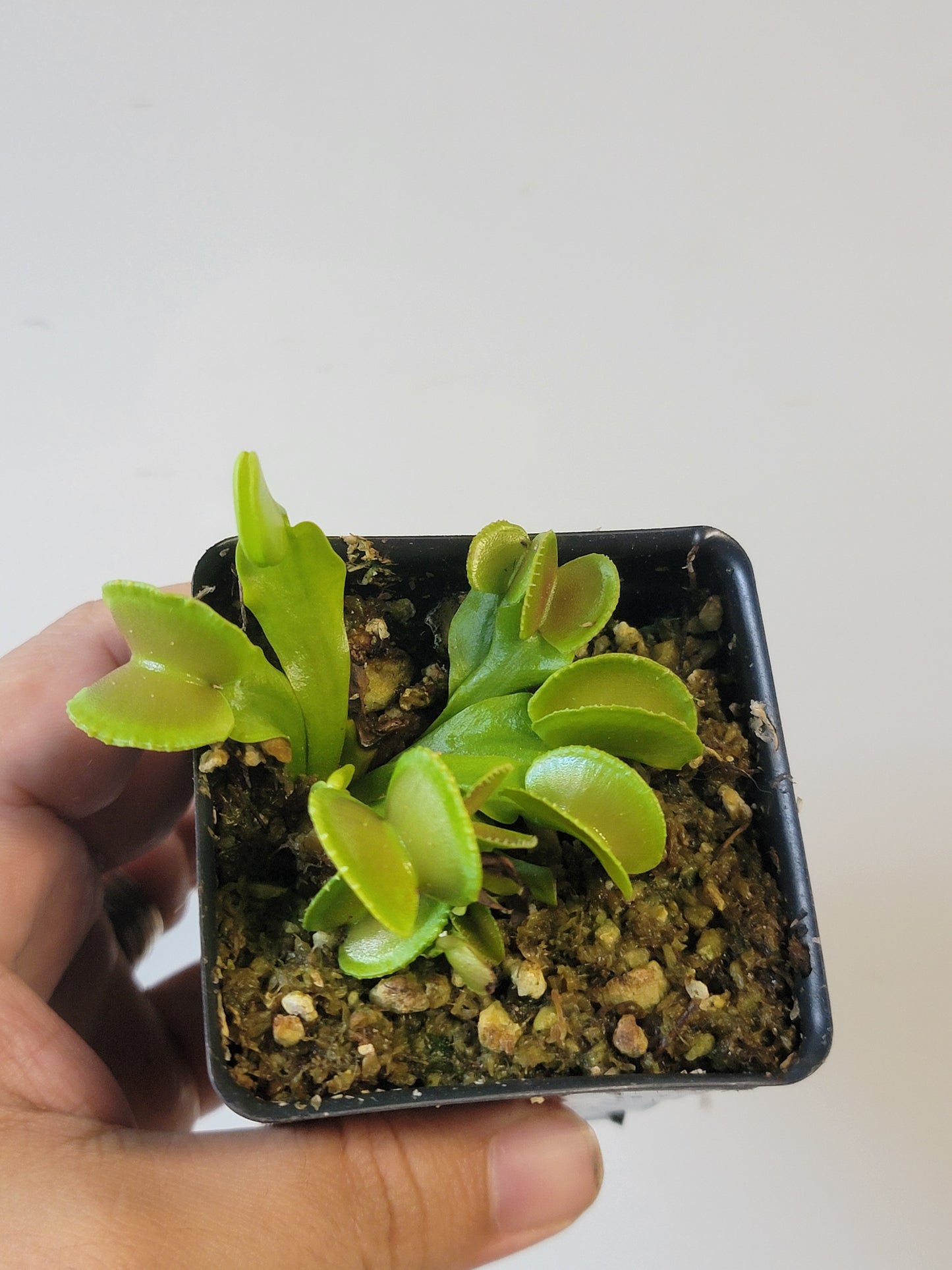 Dionaea musc. "Adentate"