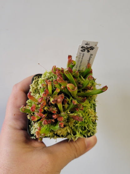 Heliamphora pulchella BCP