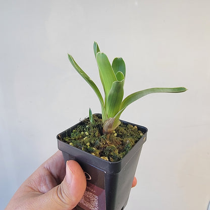 Brocchinia hechtioides (pygmy form) BCP