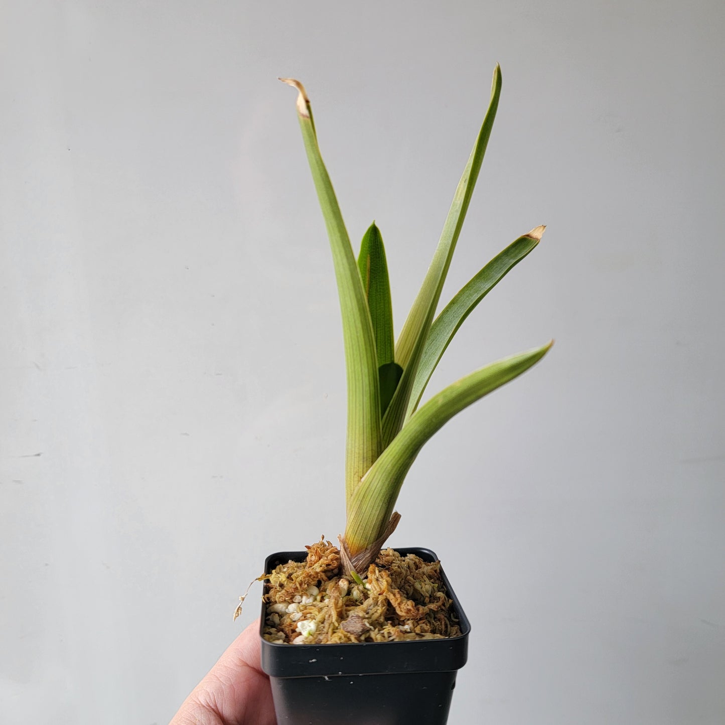 Brocchinia reducta BCP