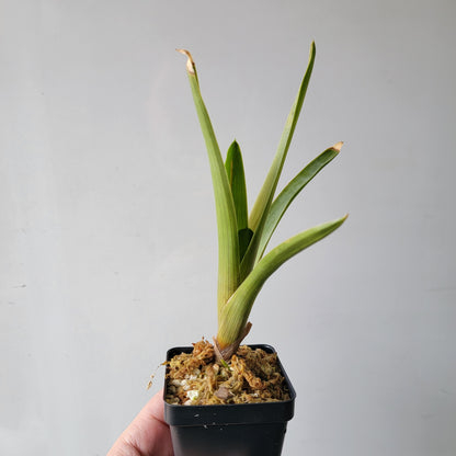 Brocchinia reducta BCP