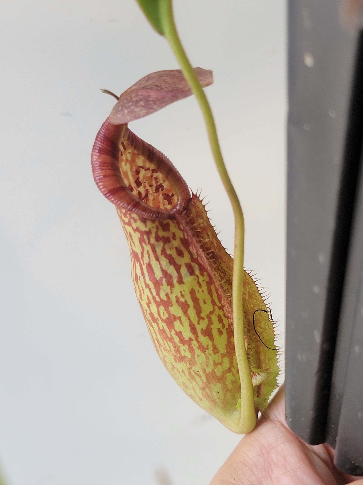 Nepenthes spathulata x spectabilis BE