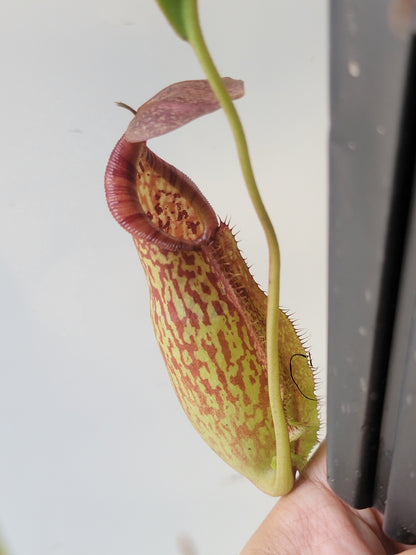 Nepenthes spathulata x spectabilis BE