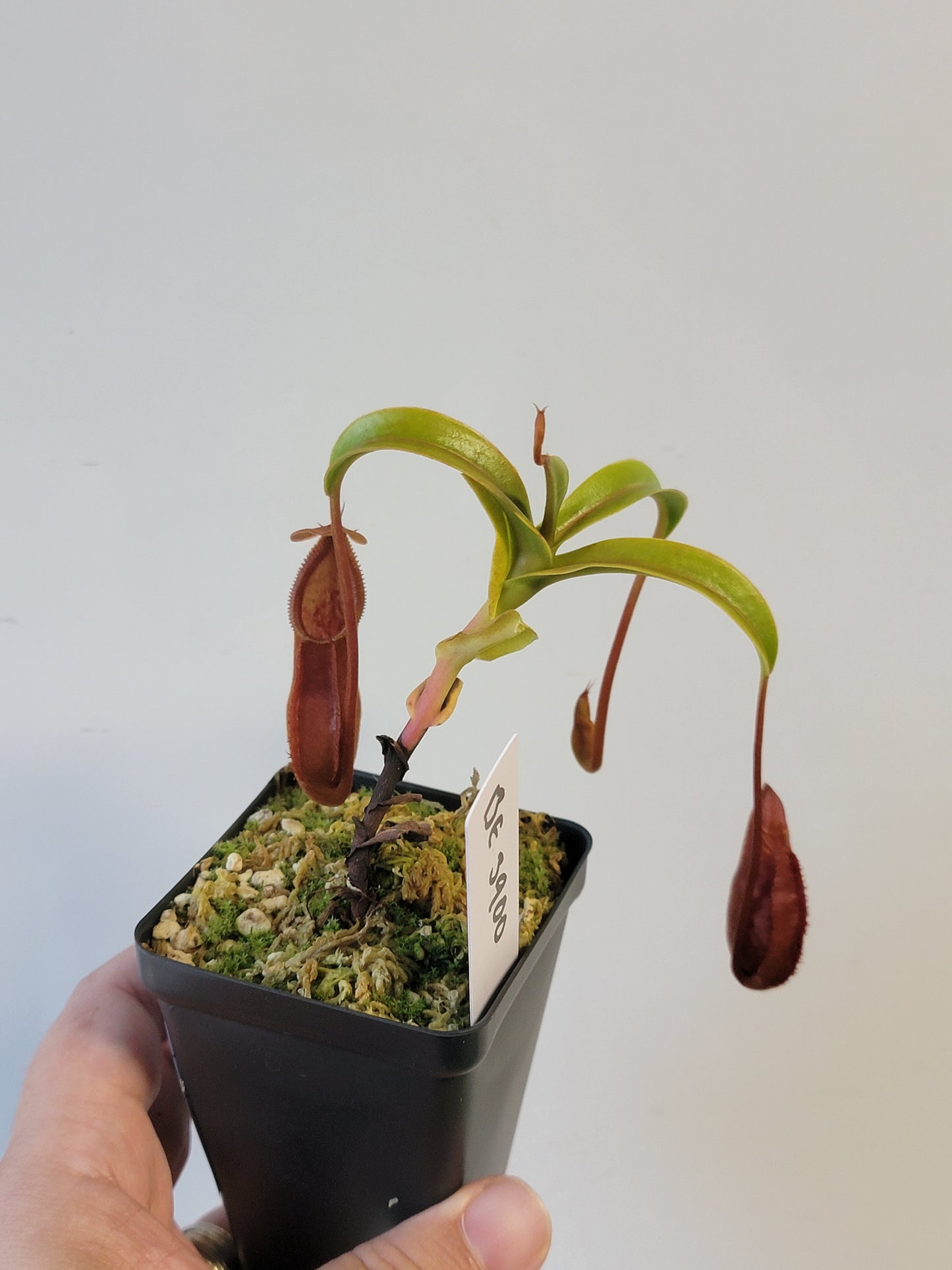 Nepenthes singalana x diabolica BE