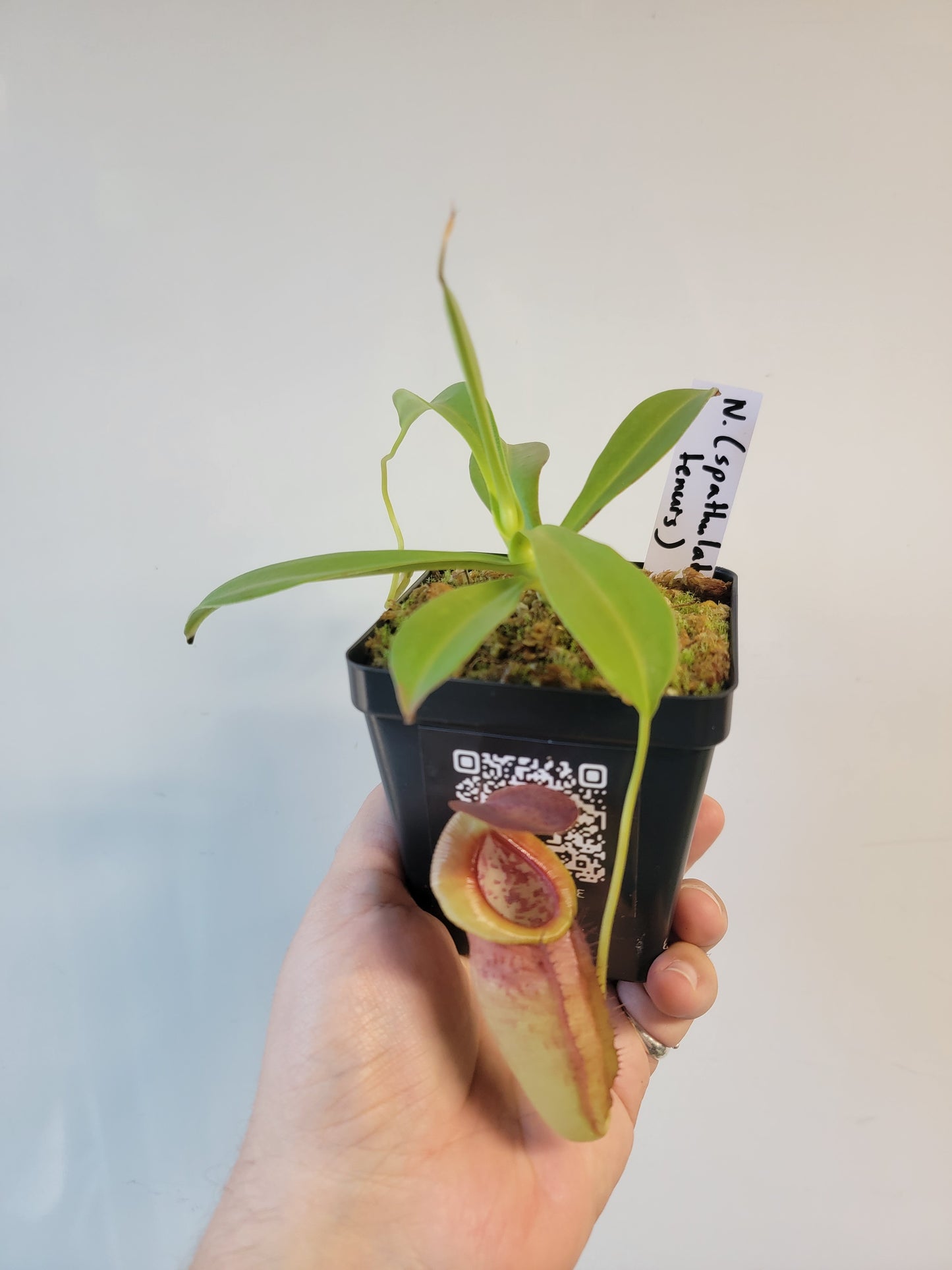 Nepenthes spathulata x tenuis BE