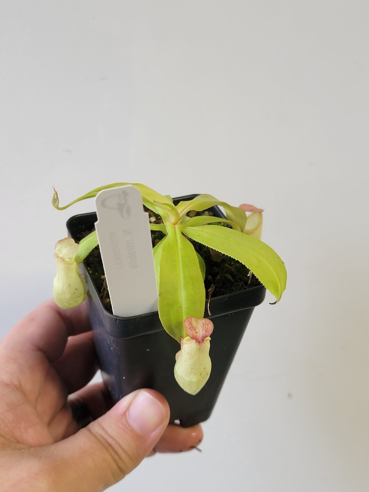 Nepenthes mirabilis 'variegata' *REVERTED*