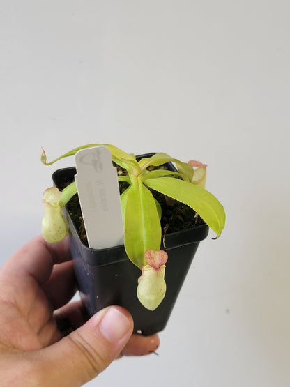 Nepenthes mirabilis 'variegata' *REVERTED*