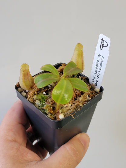 Nepenthes veitchii 'Phil Mann' BE