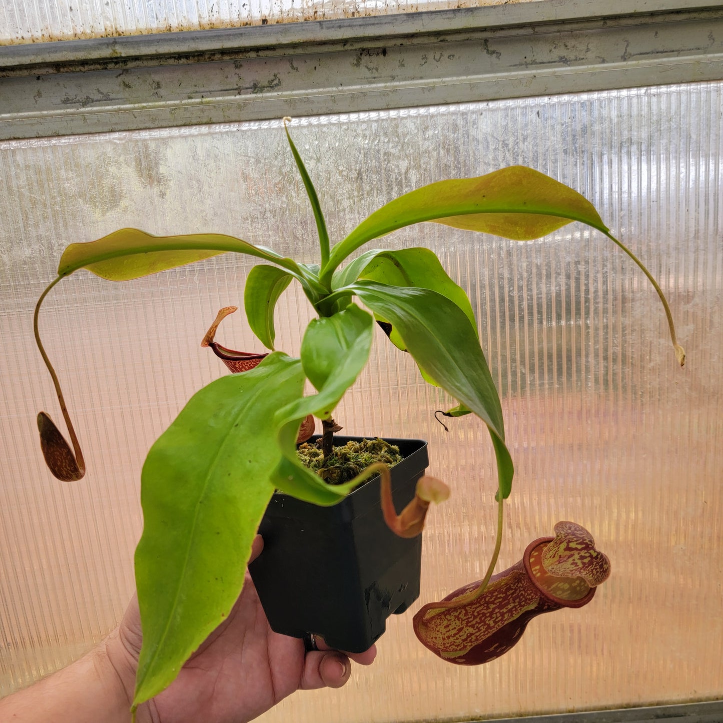 Nepenthes "St. Gaya"