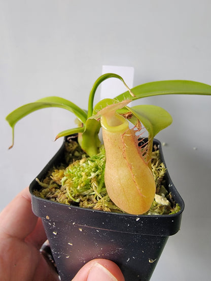 Nepenthes "Ventrata"