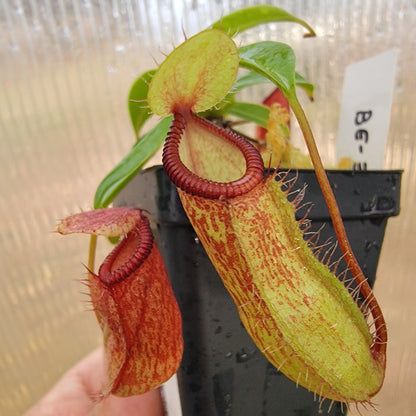 Nepenthes ventricosa x hamata BE