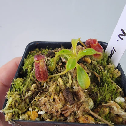 Nepenthes lowii BE *New Clone*