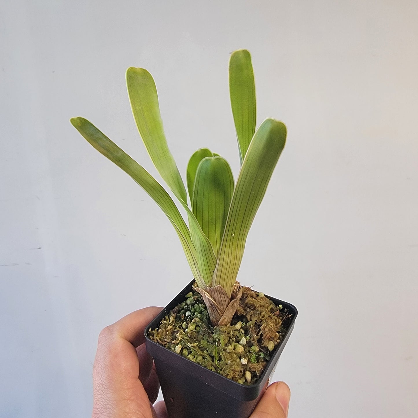 Brocchinia hechtioides (pygmy form) BCP