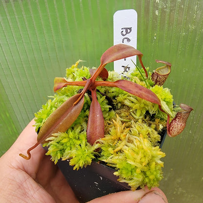 Nepenthes ceciliae BCP