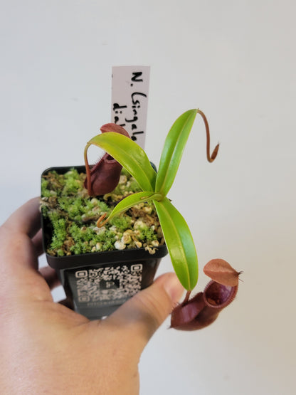 Nepenthes singalana x diabolica BE