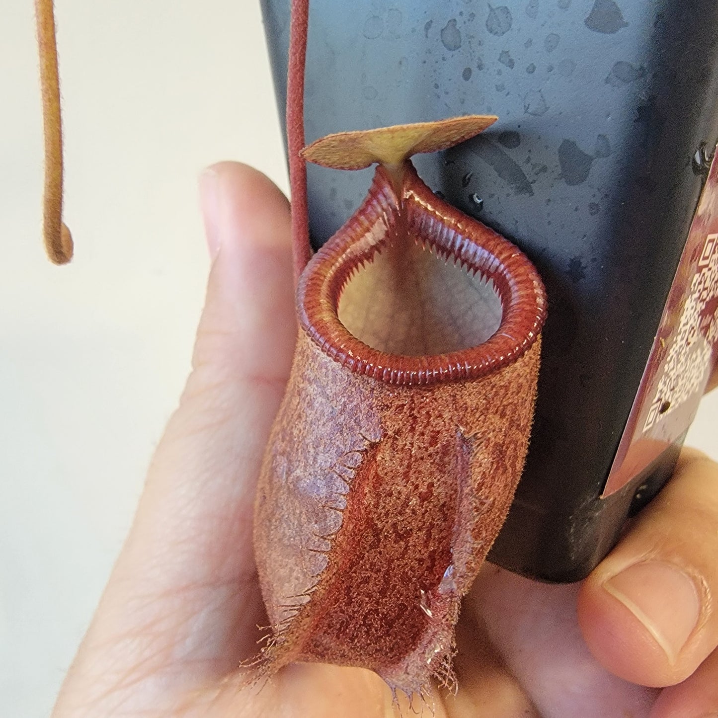 Nepenthes gantungensis BCP