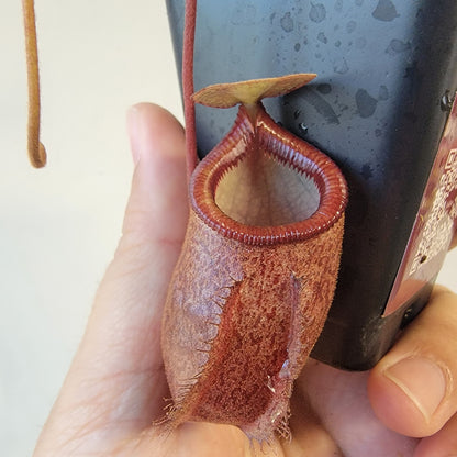 Nepenthes gantungensis BCP