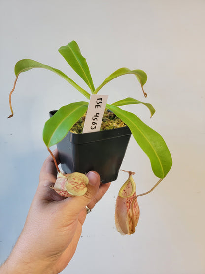 Nepenthes glabrata x veitchii BE