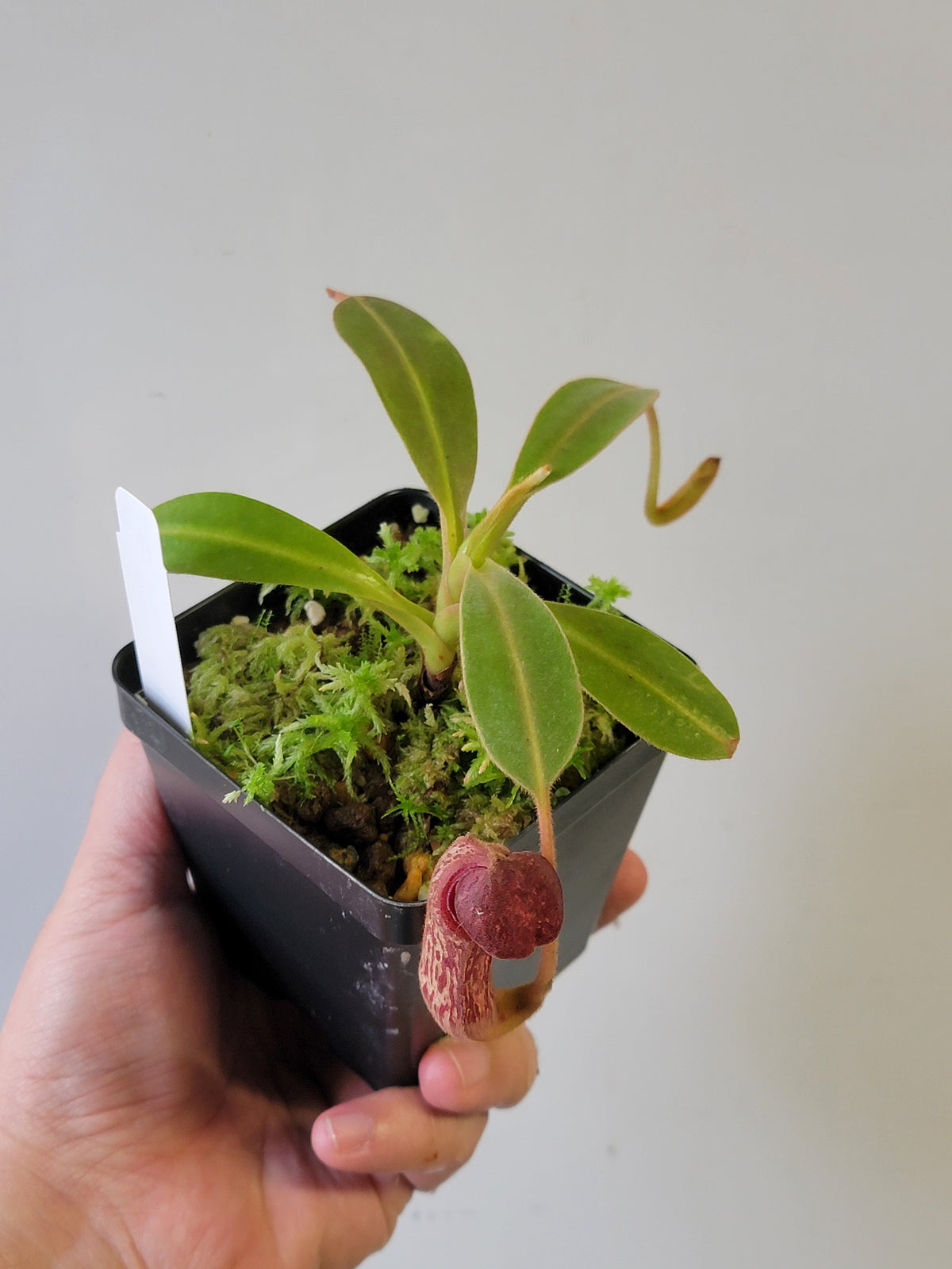 Nepenthes klossii 'True Clone' BE