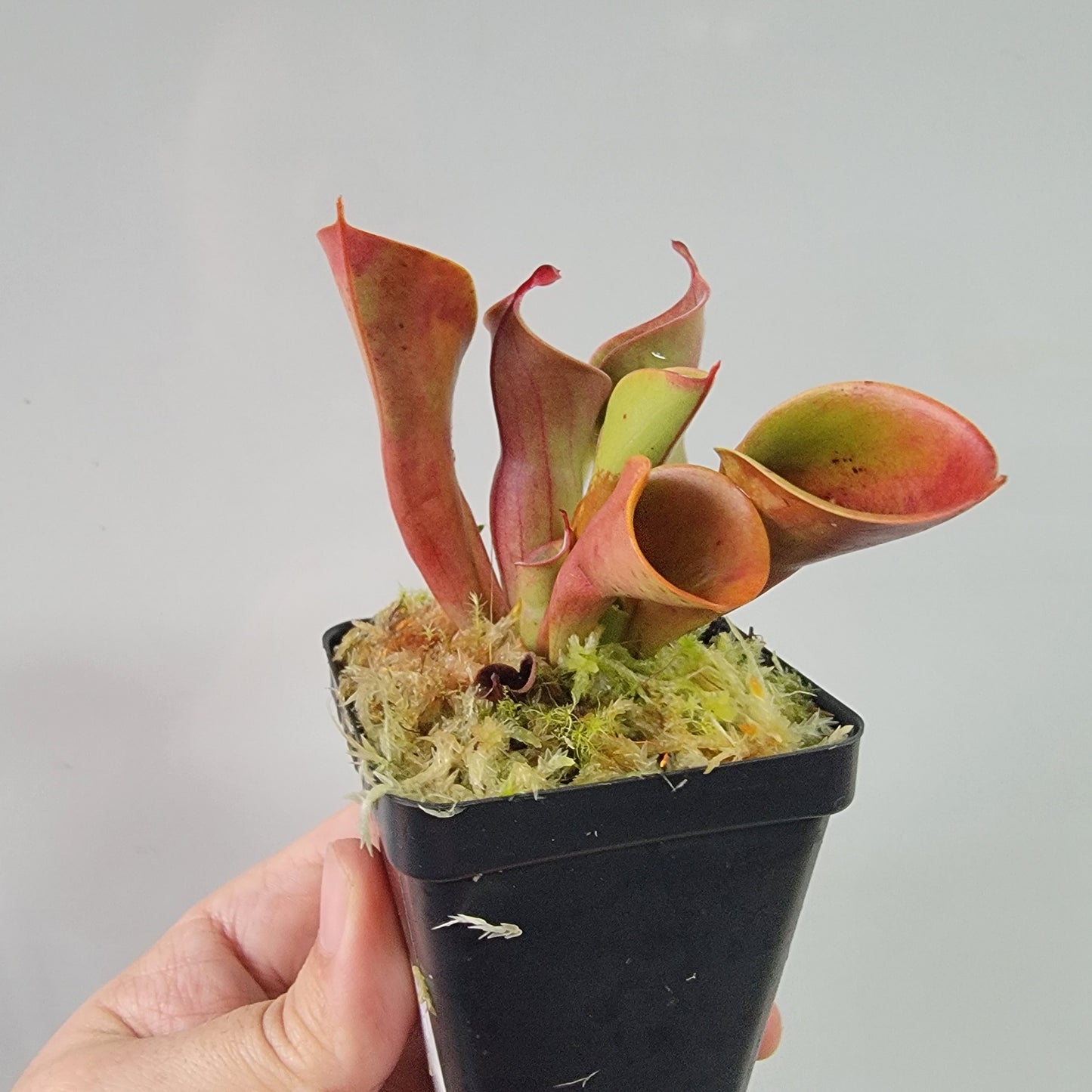 Heliamphora heterodoxa x minor