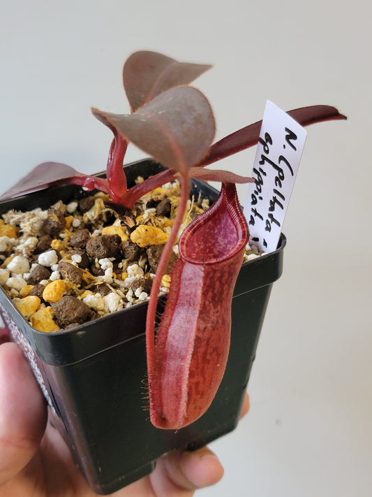 Nepenthes peltata x ephippiata BE