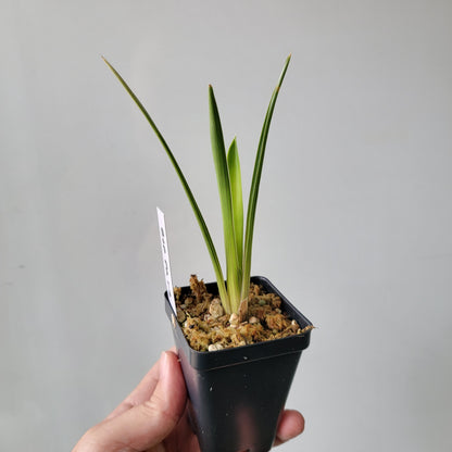 Brocchinia reducta BCP