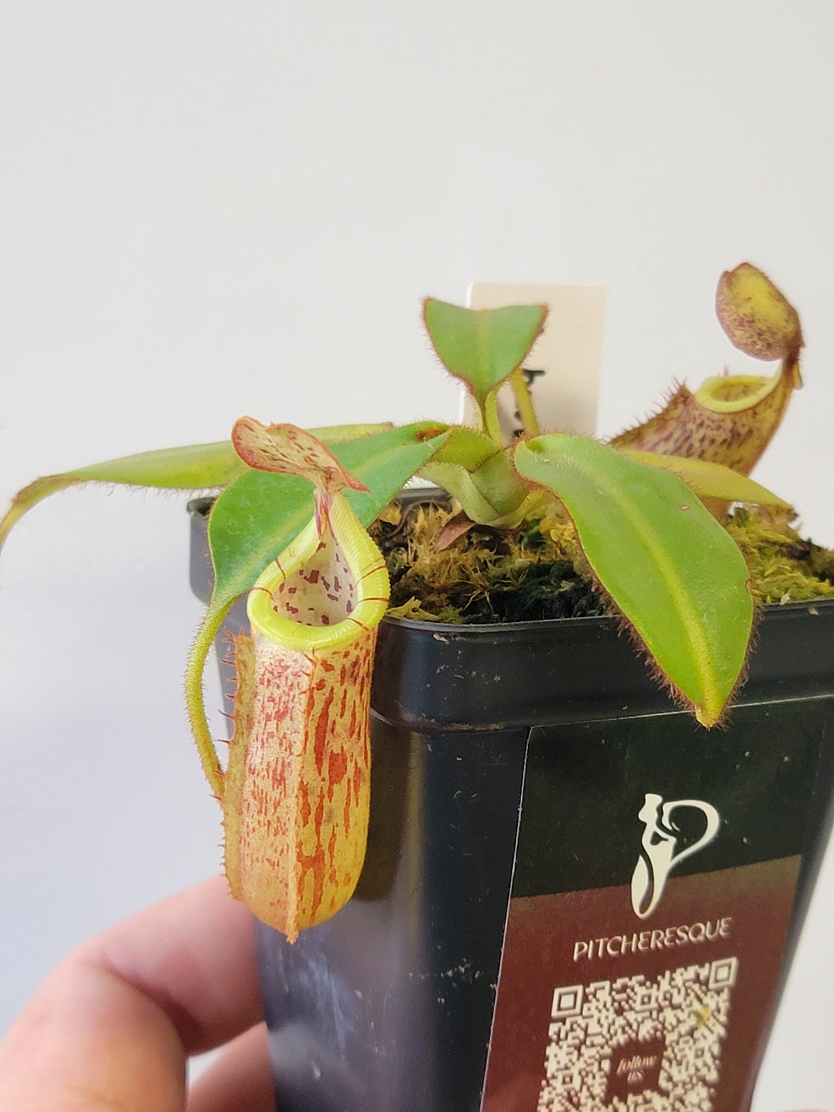 Nepenthes burbidgeae x veitchii BE