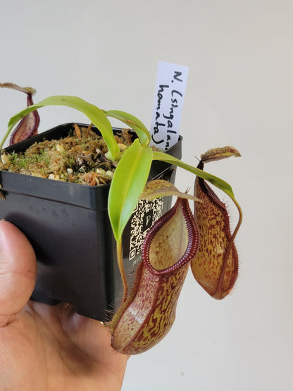 Nepenthes singalana x hamata BE