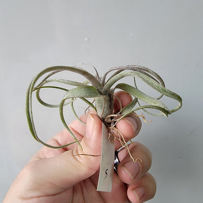 Tillandsia x Sidewinder