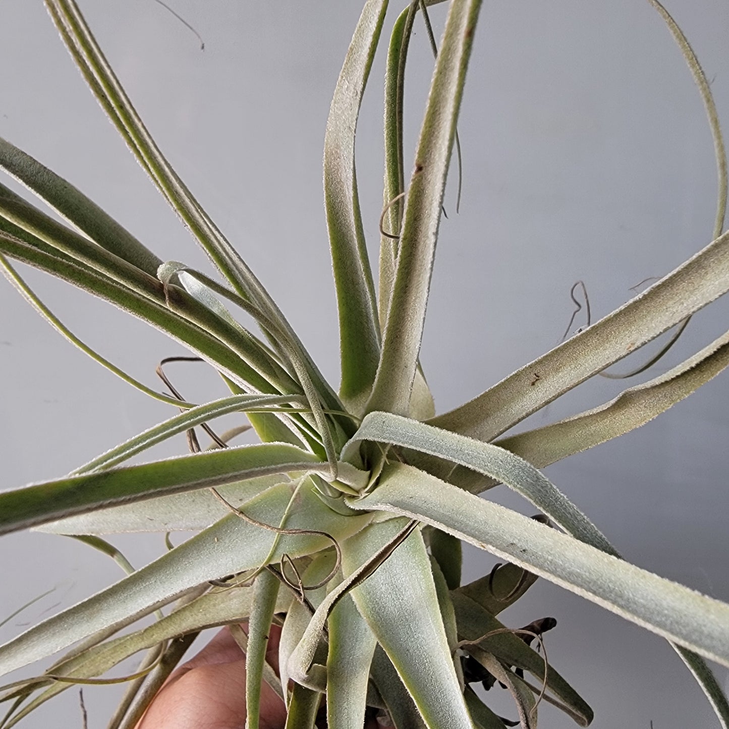 Tillandsia straminea thin 10"