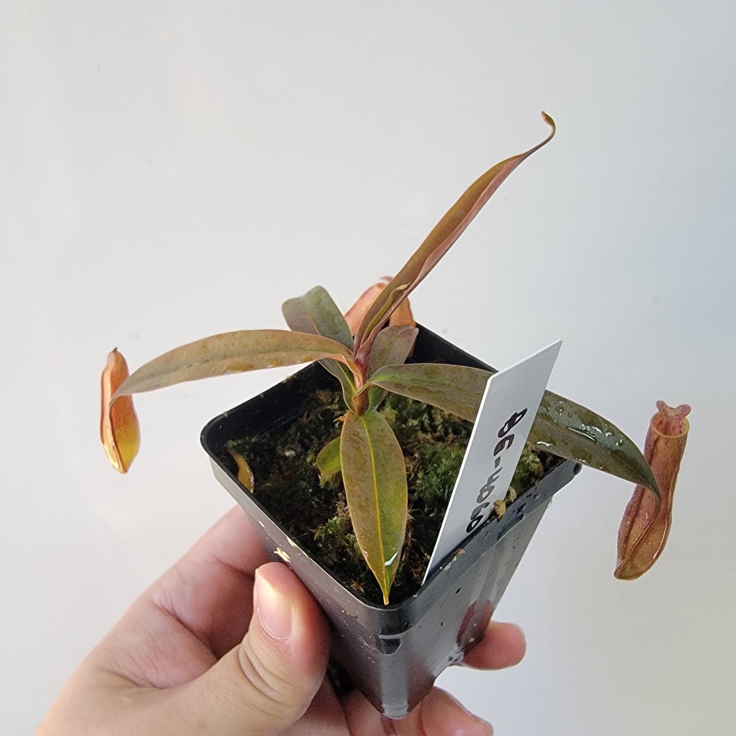 Nepenthes gracilis BE