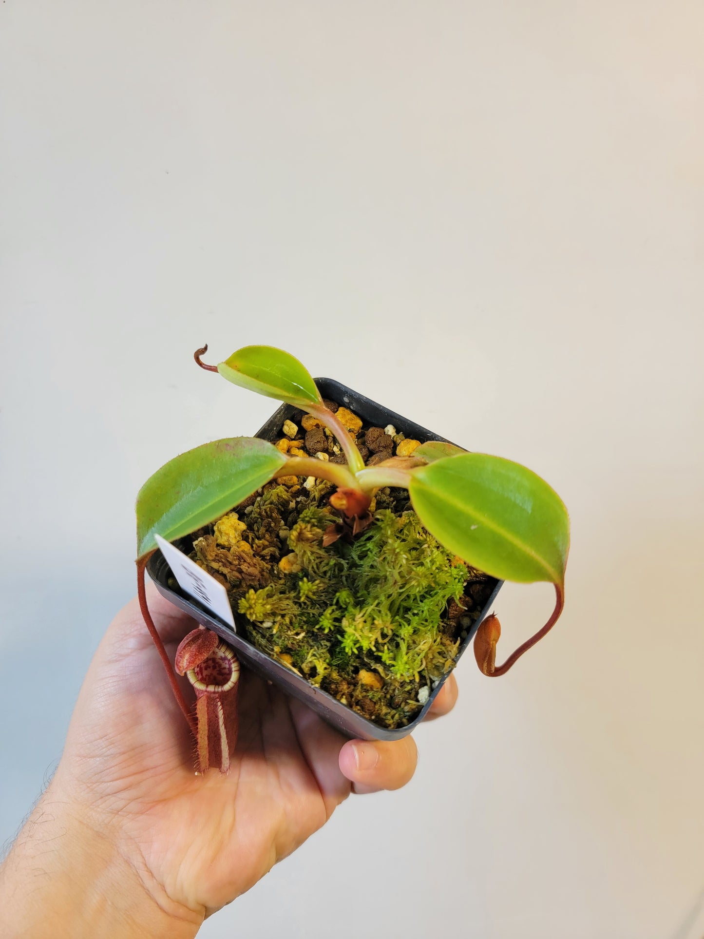 Nepenthes robcantleyi x palawanensis BE
